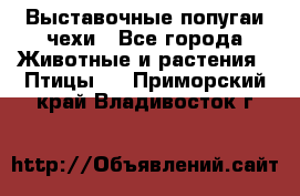 Выставочные попугаи чехи - Все города Животные и растения » Птицы   . Приморский край,Владивосток г.